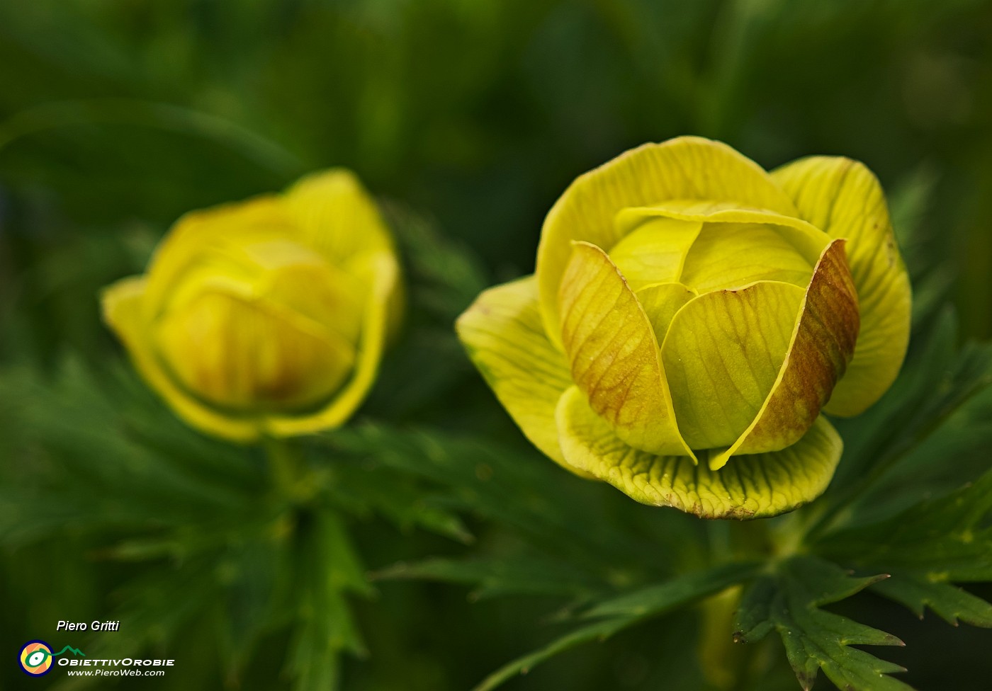 24 Trollius europaeus (Botton d'oro).jpg